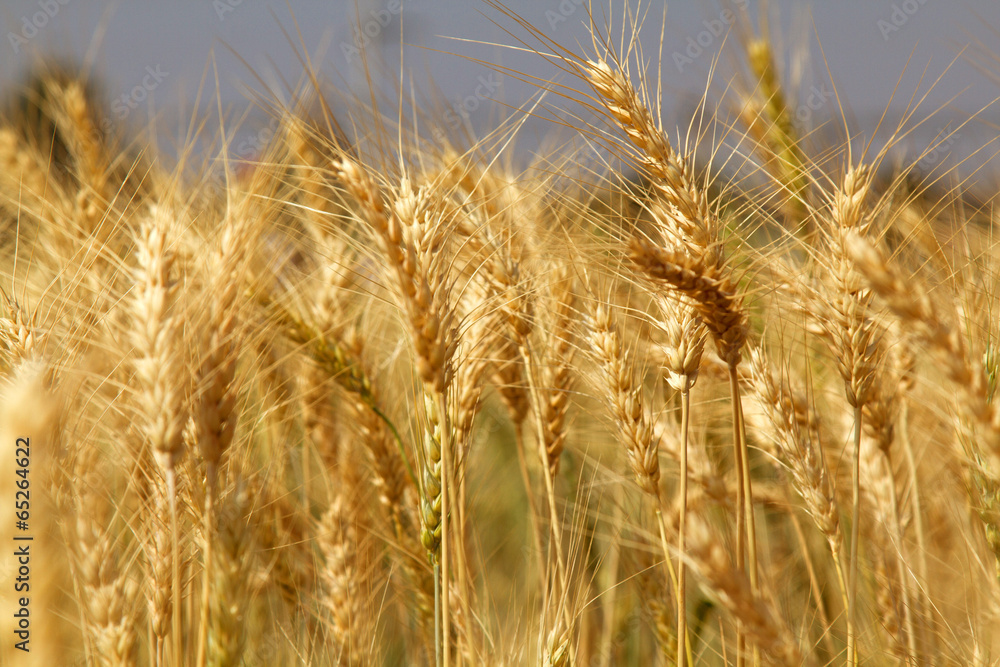 Wheat field