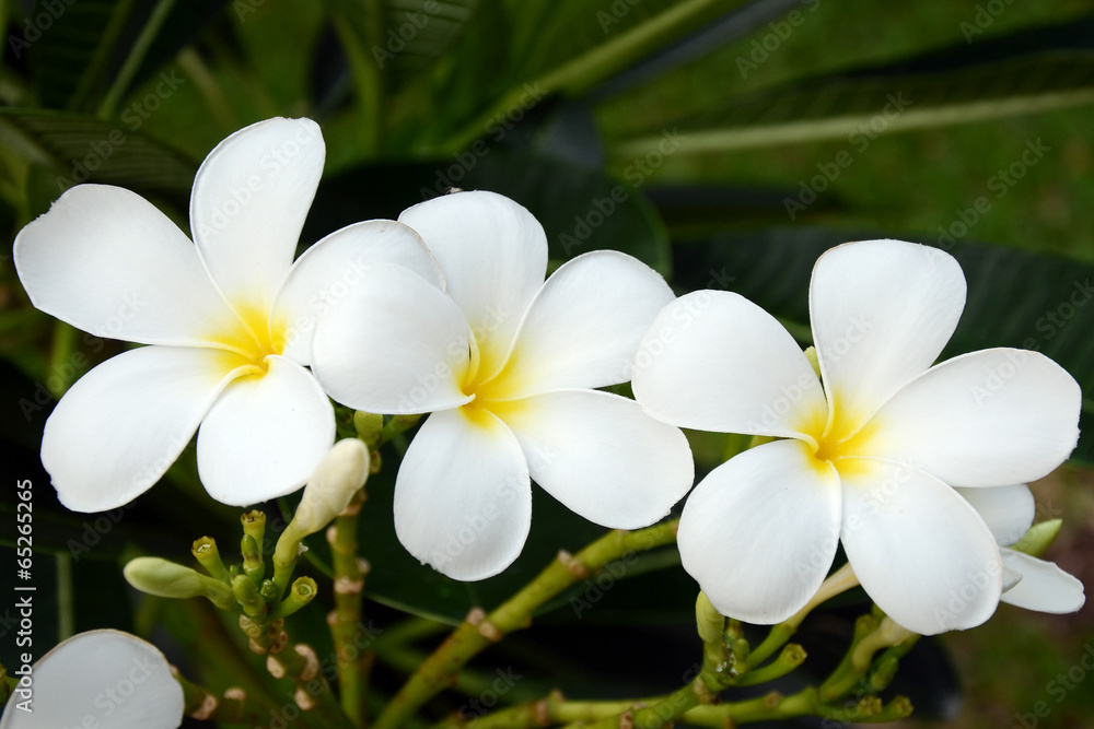 Fototapeta premium White Frangipani Flowers.