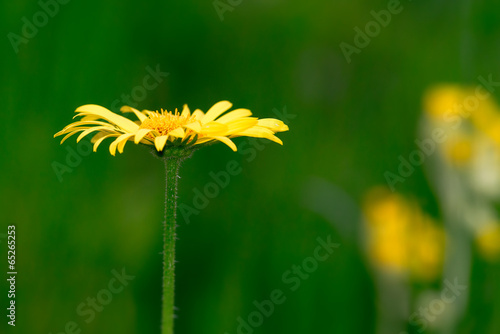 Yellow daisy on blurred bac...