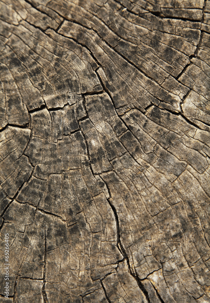 Fototapeta premium Holzmaserung