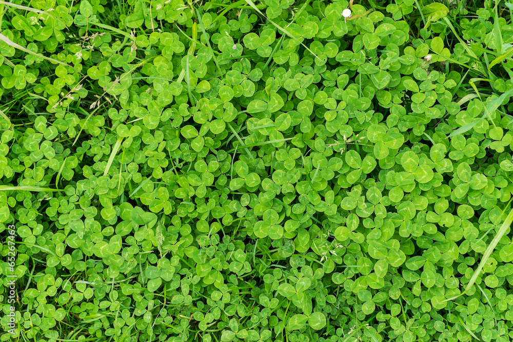 close up of green clover and grass close up of green clover and grass