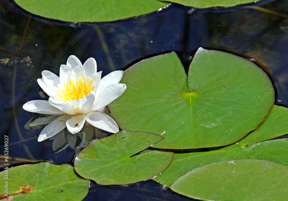 beautiful white water lily in the pond with the leaves beautiful white water lily in the pond with the leaves
