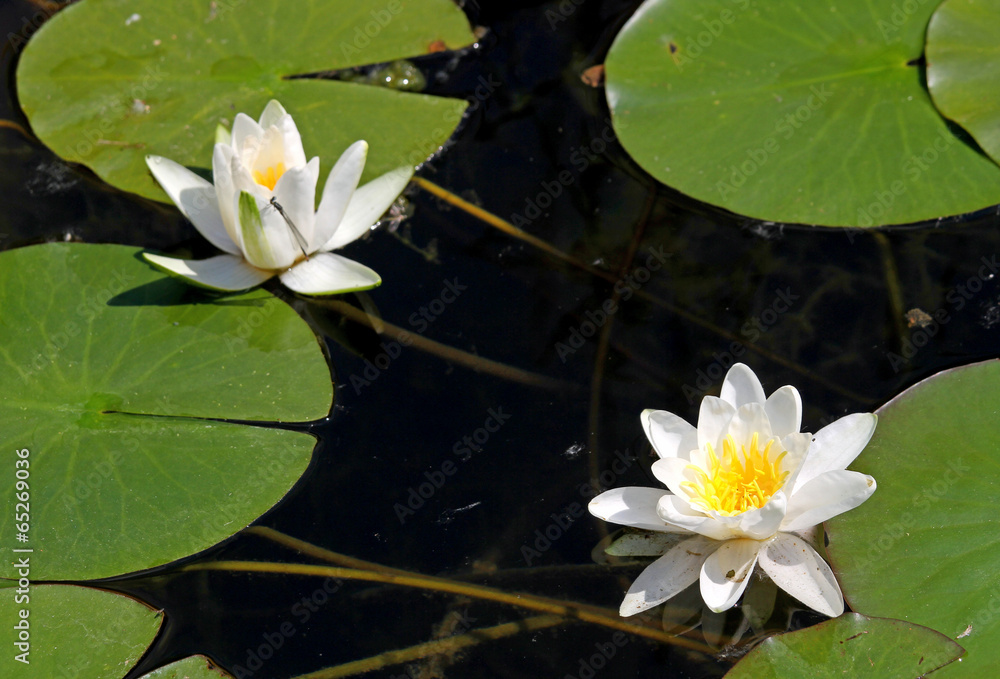 two white water lily flowers in the middle of the pond two white water lily flowers in the middle of the pond