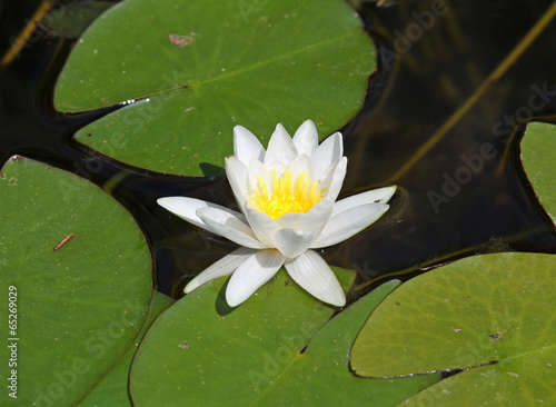beautiful water lily white in the middle of the pond