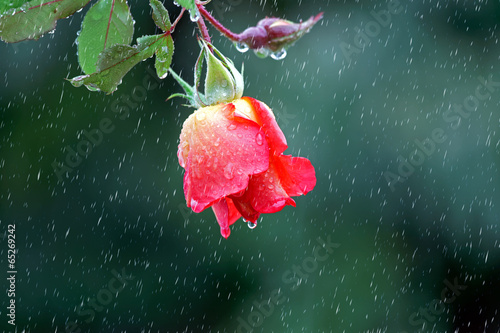 red rose hanging in the rain
