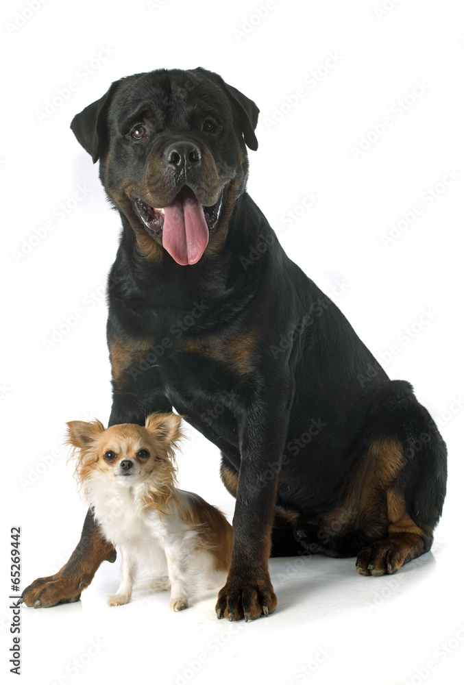 Obraz premium rottweiler and chihuahua
