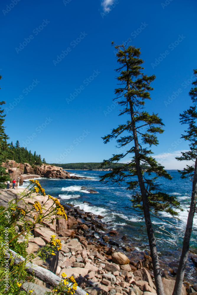 Fototapeta premium Acadia Coast with Flowers