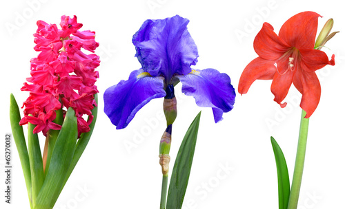Fototapeta Naklejka Na Ścianę i Meble -  hyacinth iris lily