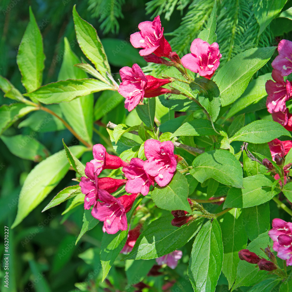 Weigelie - Weigela Weigelie - Weigela