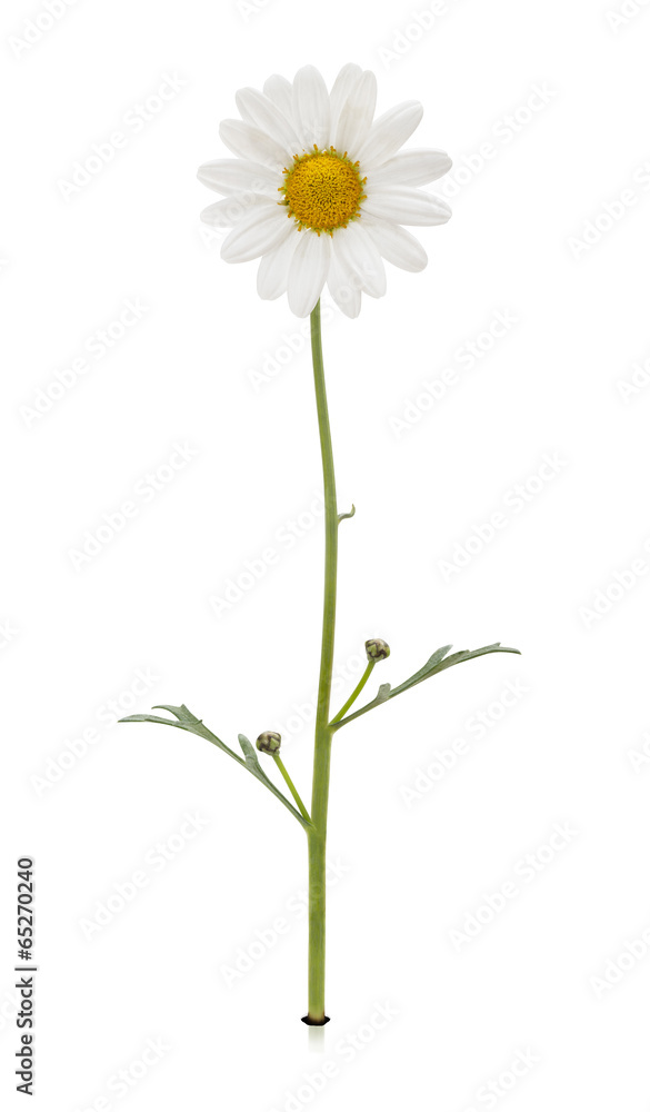 Complete daisy Complete daisy