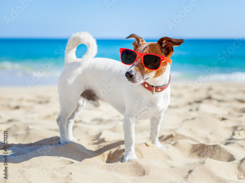 dog at beach © Javier brosch