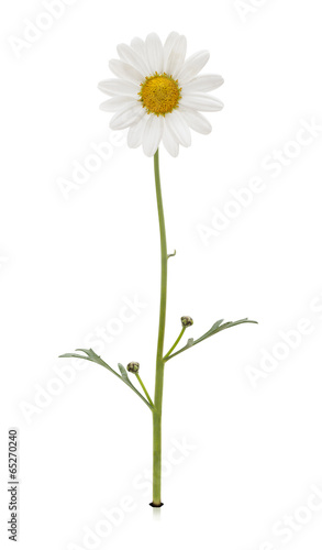 Fototapeta Naklejka Na Ścianę i Meble -  Complete daisy