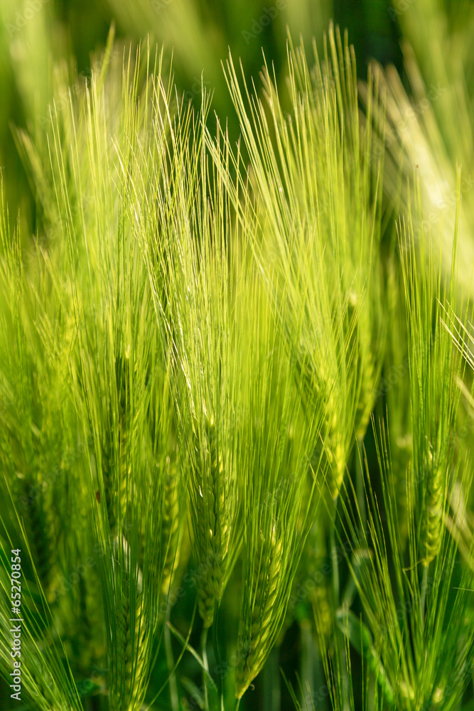 Beautiful plants in a field at sunset Beautiful plants in a field at sunset