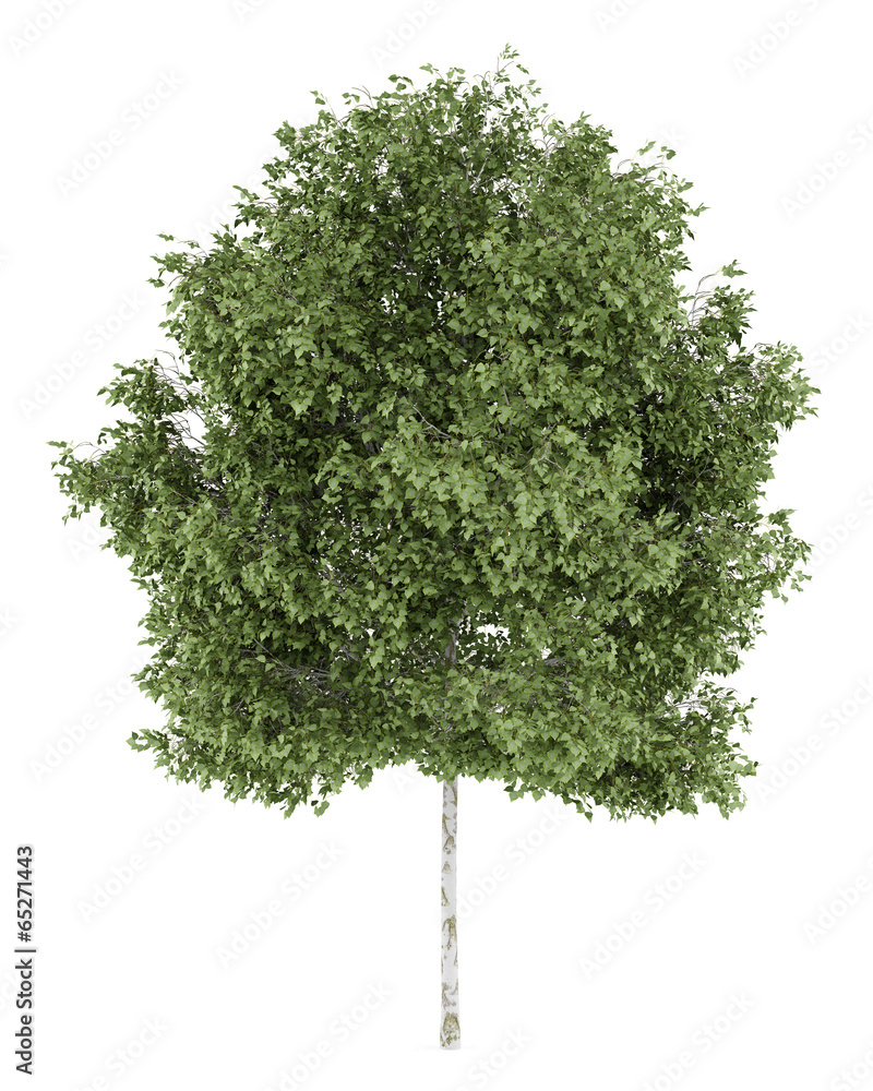 Obraz premium silver birch tree isolated on white background