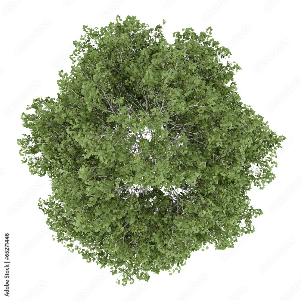 Obraz premium top view of silver birch tree isolated on white background