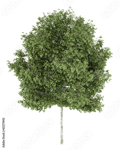 Obraz na plátně silver birch tree isolated on white background