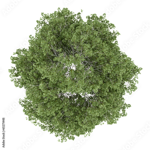top view of silver birch tree isolated on white background