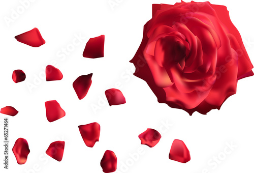 single red rose flower with petals isolated on white