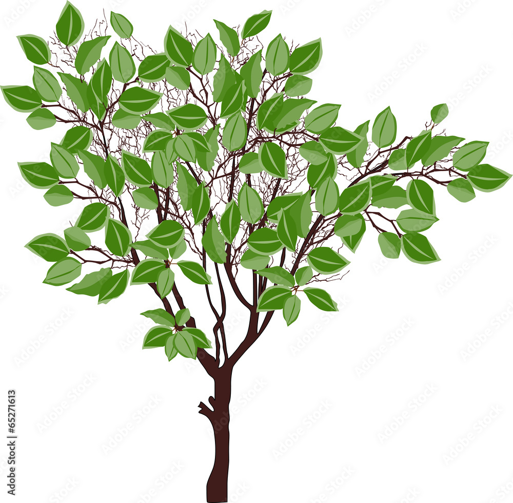 Obraz premium brown tree with large green leaves