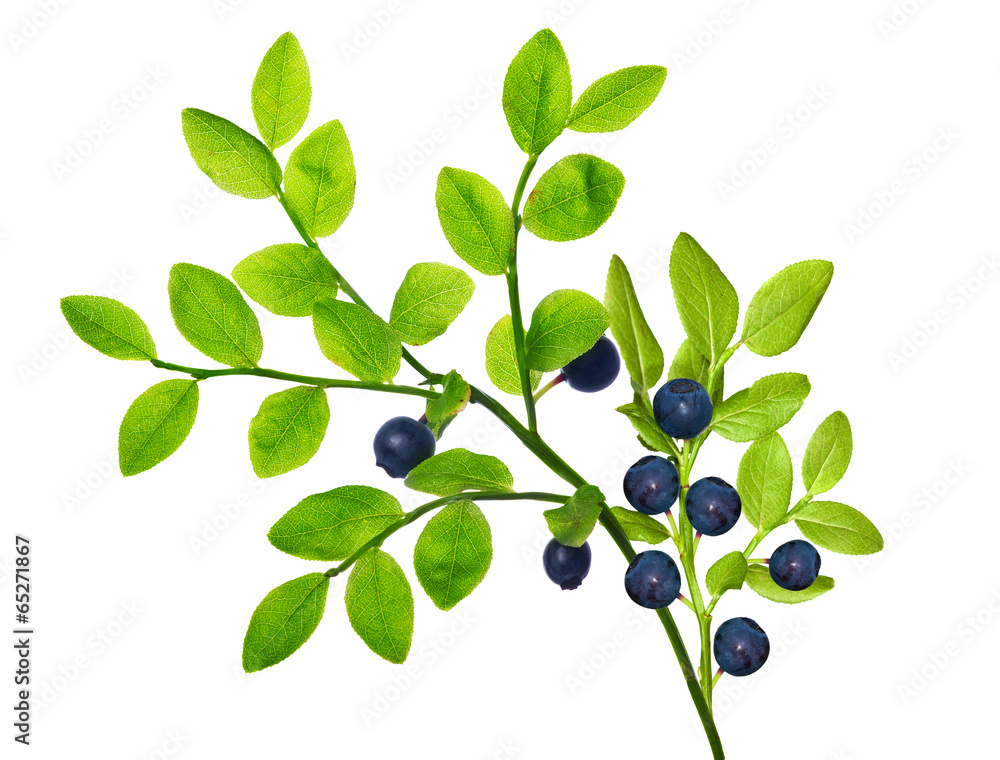 green branch with blueberries on white green branch with blueberries on white