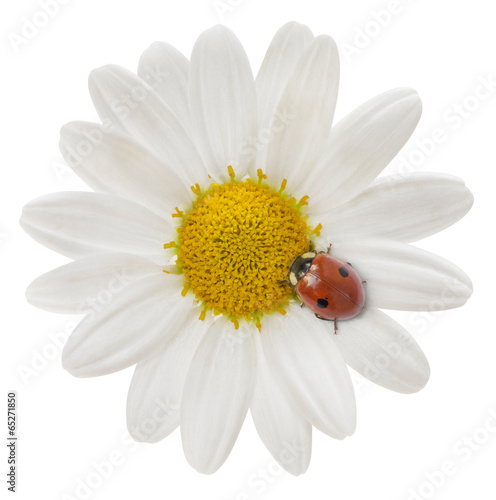 Ladybird and Perfect Daisy