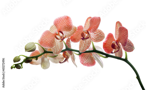 Fototapeta Naklejka Na Ścianę i Meble -  isolated orchid blossom in red strips