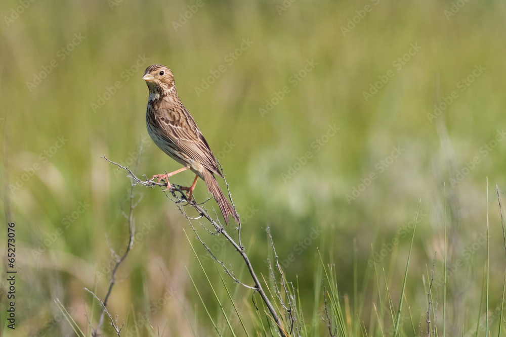 Fototapeta premium Corn Bunting