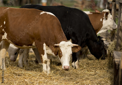 Cows on farm