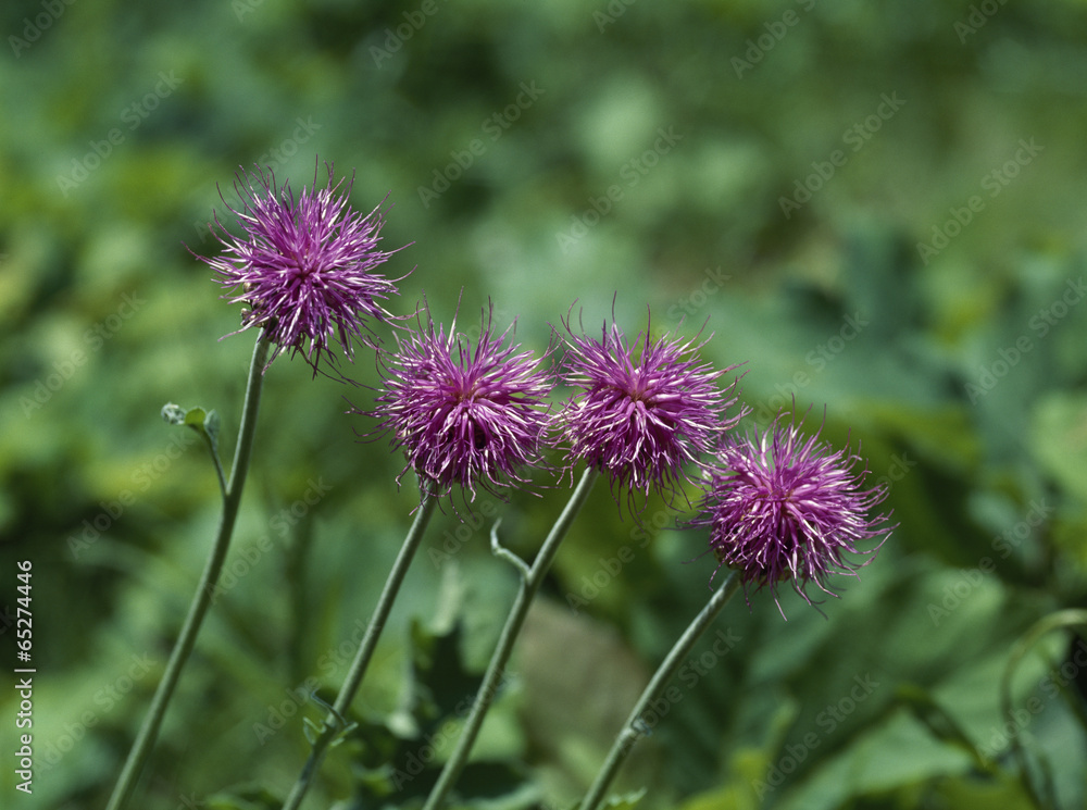 The image of beautiful nature The image of beautiful nature