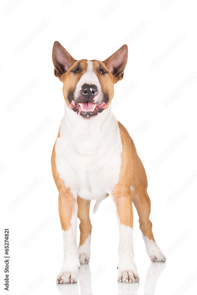 english bull terrier dog standing