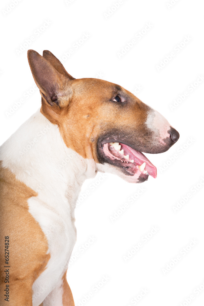 english bull terrier dog