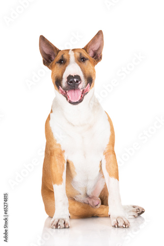english bull terrier dog portrait