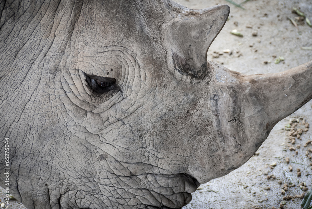 Obraz premium White Rhino