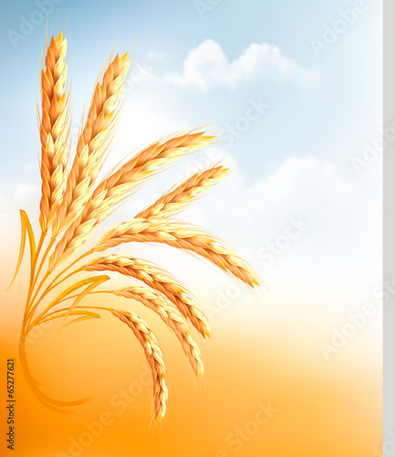Ears of wheat in front of blue sky. Vector illustration.