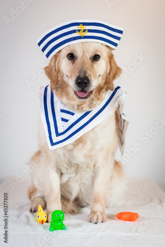 golden retriever marin