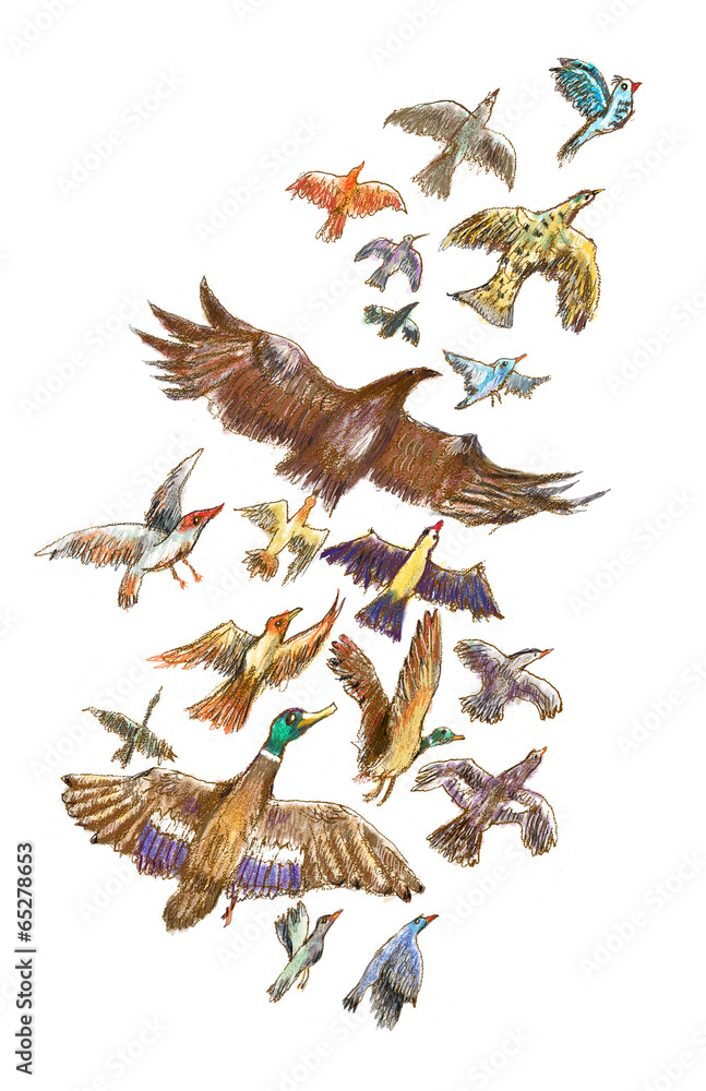 Naklejka premium Flight of birds