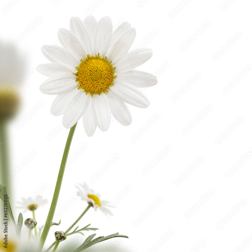 Naklejka premium Daisy Border