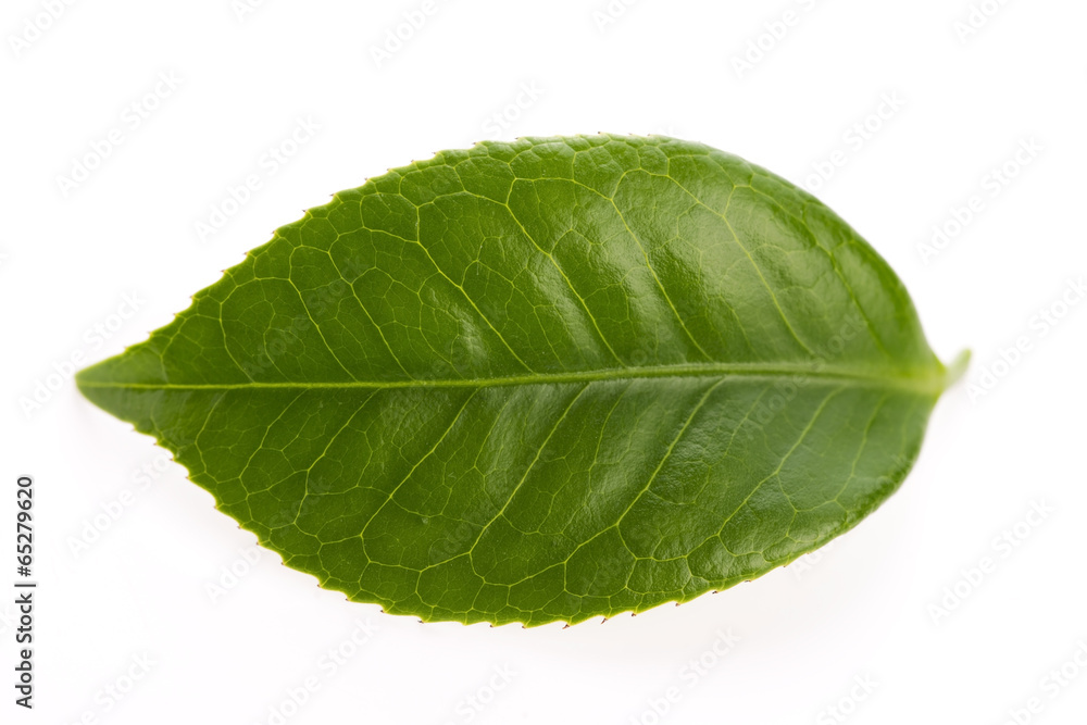 fresh tea leaves isoalted on the white background fresh tea leaves isoalted on the white background