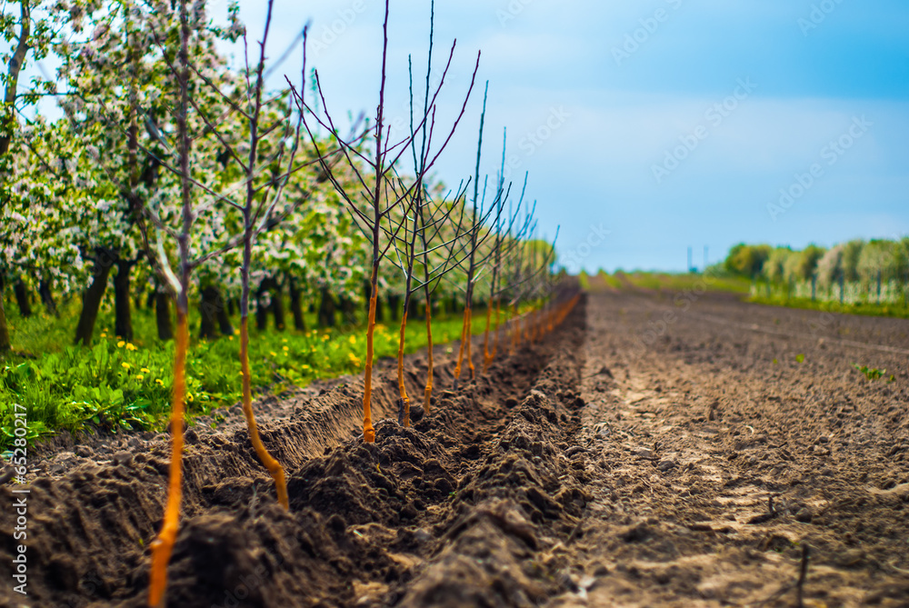 young trees in orchard