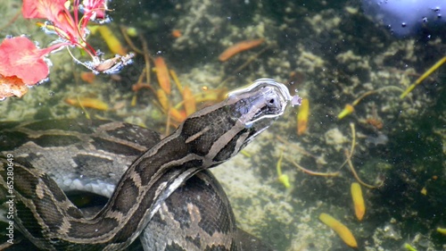 Python in Water