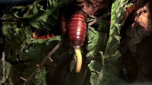 Birth the young nymphs of the Madagascar hissing cockroach. photo