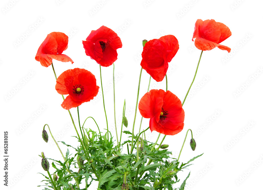 Fototapeta premium red poppy