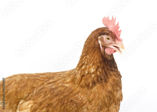 Hen in reproductive age, is...