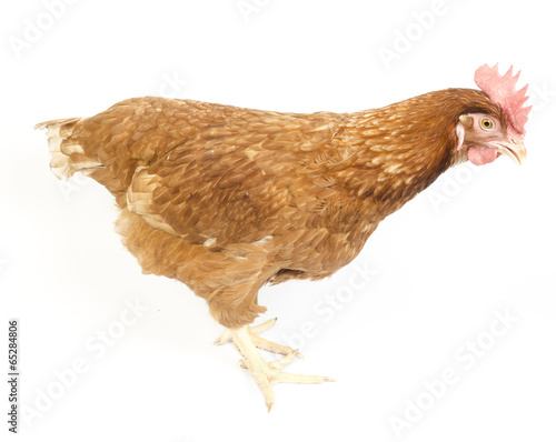 Hen in reproductive age, is...