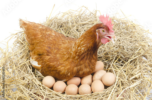 Isolated brown hen with egg...