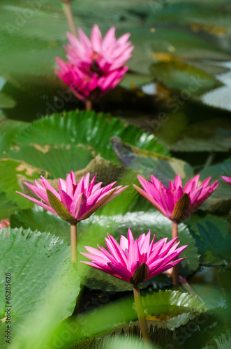 Lotus bloom in the pond.