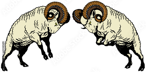 two rams fighting