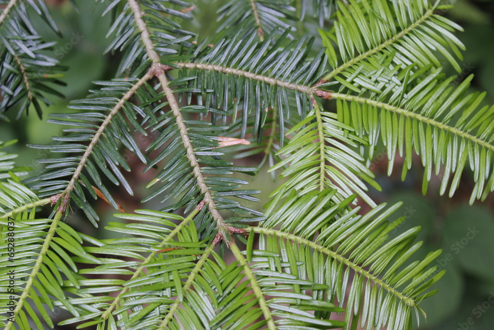 needle tree needle tree