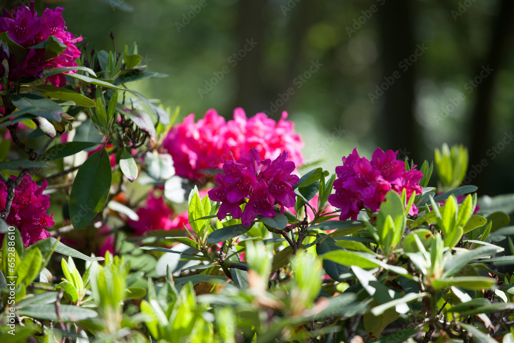 Fototapeta premium Rhododendren