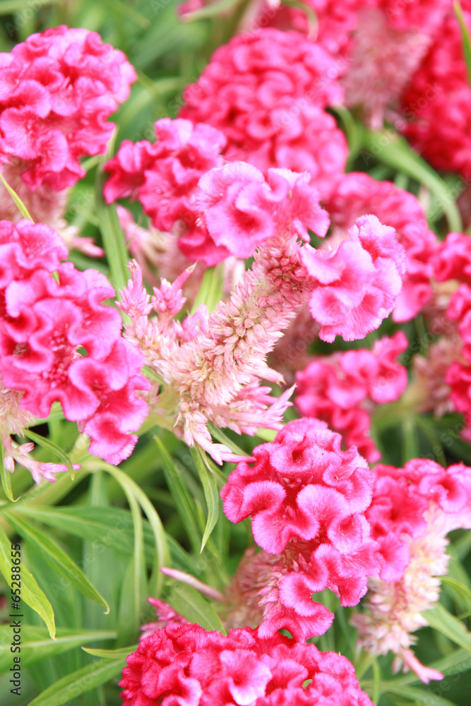 Dark Pink of Cockscomb or chinese wool flower. Dark Pink of Cockscomb or chinese wool flower.
